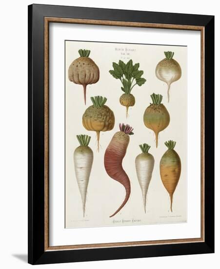 Turnips, from the "Album Benary", Tab. XIII, Brussels-null-Framed Giclee Print