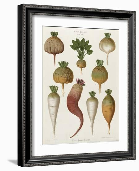 Turnips, from the "Album Benary", Tab. XIII, Brussels-null-Framed Giclee Print