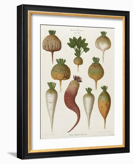 Turnips, from the "Album Benary", Tab. XIII, Brussels-null-Framed Giclee Print