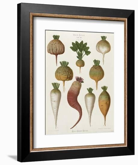 Turnips, from the "Album Benary", Tab. XIII, Brussels-null-Framed Giclee Print