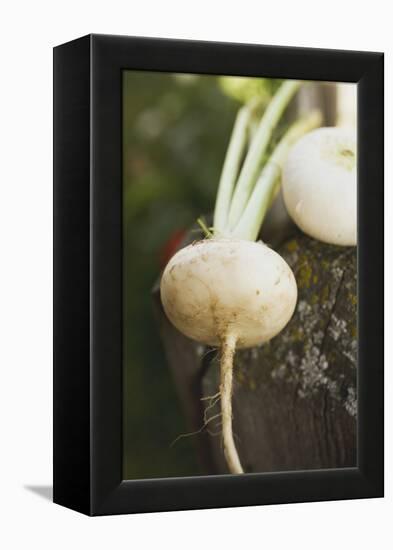 Turnips on Wood-Foodcollection-Framed Premier Image Canvas