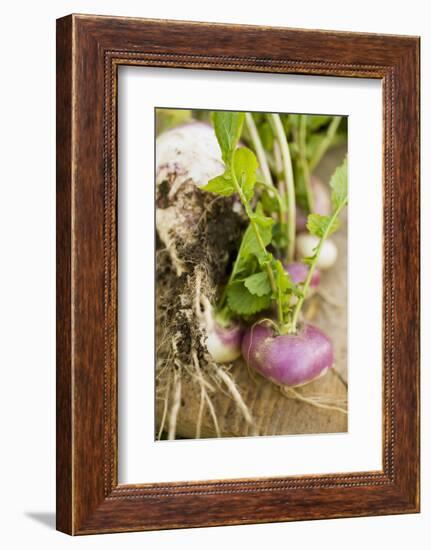 Turnips with Roots, Leaves and Soil-Foodcollection-Framed Photographic Print