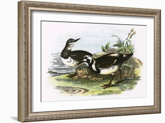 Turnstone-English-Framed Giclee Print