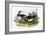 Turnstone-English-Framed Giclee Print