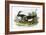 Turnstone-English-Framed Giclee Print