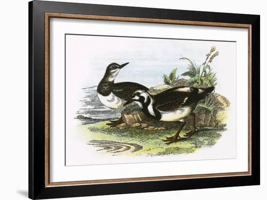 Turnstone-English-Framed Giclee Print