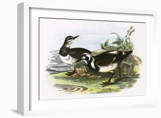 Turnstone-English-Framed Giclee Print