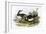 Turnstone-English-Framed Giclee Print