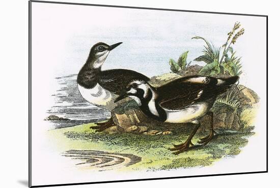 Turnstone-English-Mounted Giclee Print