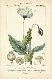 Vintage Turpin Botanical II-Turpin-Art Print