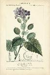 Botanique Study in Lavender III-Turpin-Art Print