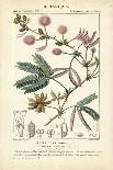 Botanique Study in Pink IV-Turpin-Art Print