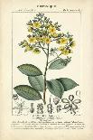 Botanique Study in Yellow II-Turpin-Art Print