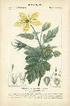 Botanique Study in Yellow II-Turpin-Art Print