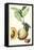 Turpin Exotic Botanical II-Turpin-Framed Stretched Canvas