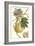 Turpin Exotic Botanical III-Turpin-Framed Art Print