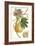 Turpin Exotic Botanical III-Turpin-Framed Art Print