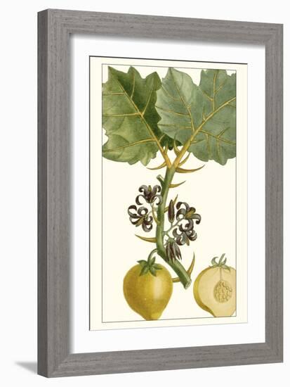 Turpin Exotic Botanical IV-Turpin-Framed Art Print