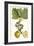 Turpin Exotic Botanical IV-Turpin-Framed Art Print