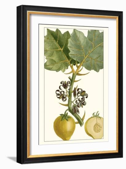 Turpin Exotic Botanical IV-Turpin-Framed Art Print