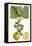 Turpin Exotic Botanical IV-Turpin-Framed Stretched Canvas