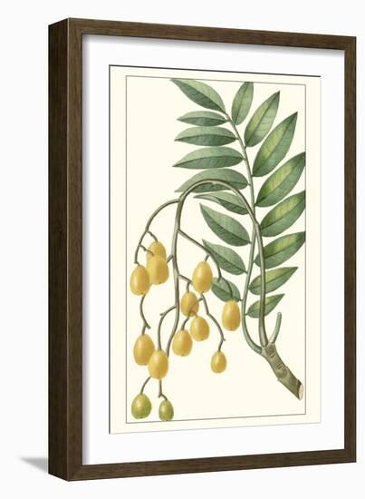 Turpin Exotic Botanical IX-Turpin-Framed Art Print