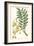 Turpin Exotic Botanical IX-Turpin-Framed Art Print