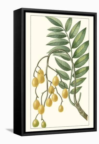 Turpin Exotic Botanical IX-Turpin-Framed Stretched Canvas