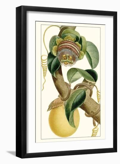 Turpin Exotic Botanical VII-Turpin-Framed Art Print