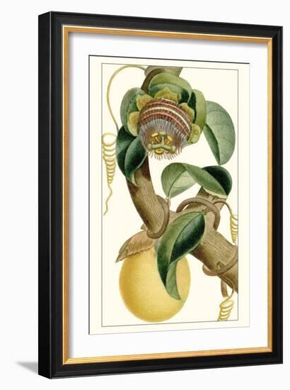 Turpin Exotic Botanical VII-Turpin-Framed Art Print