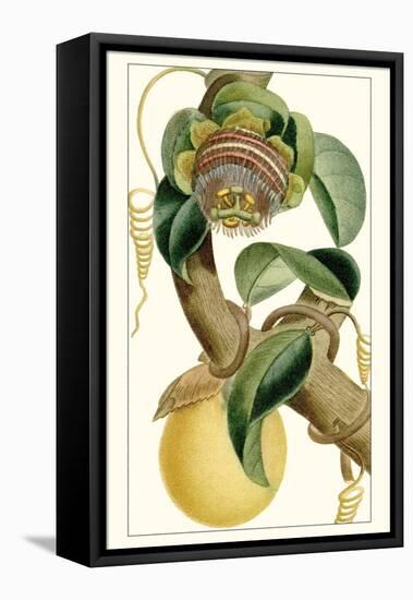 Turpin Exotic Botanical VII-Turpin-Framed Stretched Canvas