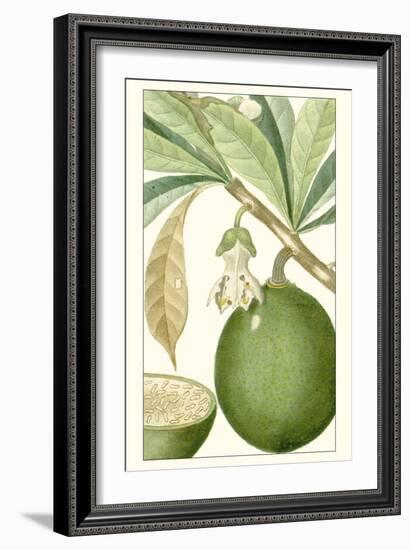 Turpin Exotic Botanical VIII-Turpin-Framed Art Print