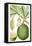 Turpin Exotic Botanical VIII-Turpin-Framed Stretched Canvas