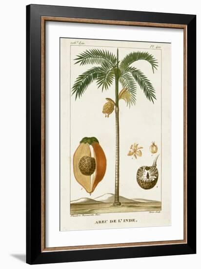 Turpin Exotic Palms V-null-Framed Art Print