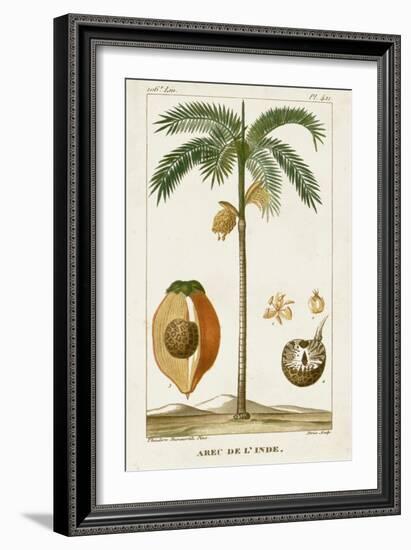 Turpin Exotic Palms V-null-Framed Art Print