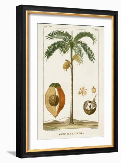 Turpin Exotic Palms V-null-Framed Art Print