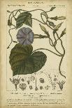 Botanique Study in Yellow IV-Turpin-Art Print