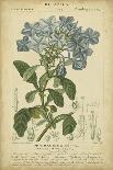 Vintage Turpin Botanical I-Turpin-Art Print