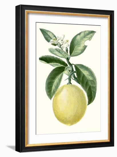 Turpin Fruit I-null-Framed Art Print