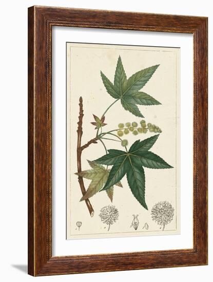 Turpin Maple Tree-Turpin-Framed Art Print