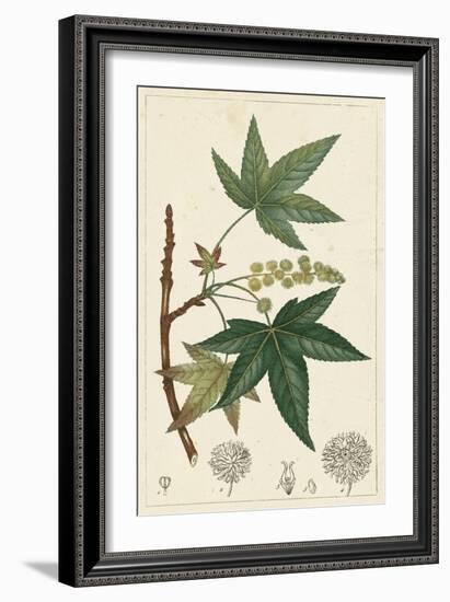 Turpin Maple Tree-Turpin-Framed Art Print