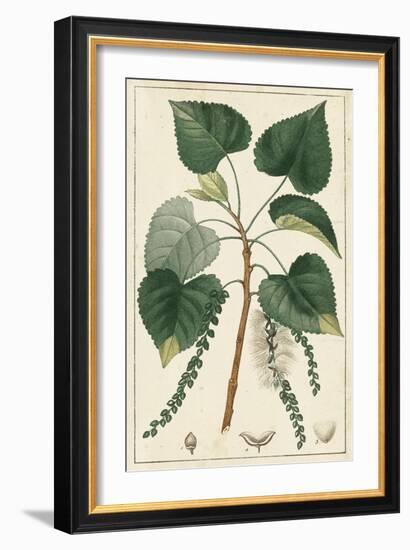 Turpin Poplar Tree-Turpin-Framed Art Print