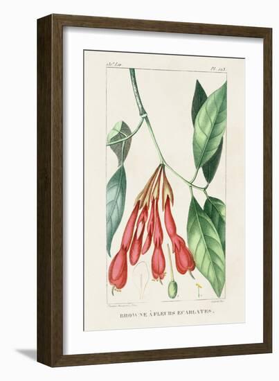 Turpin Tropical Botanicals I-Turpin-Framed Art Print