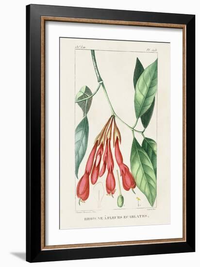 Turpin Tropical Botanicals I-Turpin-Framed Art Print