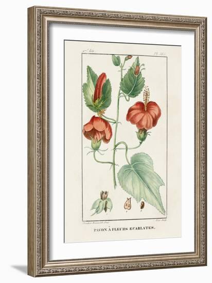 Turpin Tropical Botanicals IV-Turpin-Framed Art Print