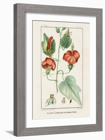 Turpin Tropical Botanicals IV-Turpin-Framed Art Print