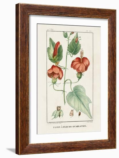 Turpin Tropical Botanicals IV-Turpin-Framed Art Print