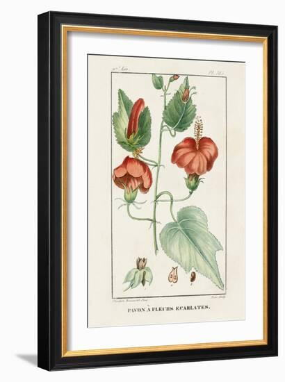 Turpin Tropical Botanicals IV-Turpin-Framed Art Print