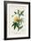 Turpin Tropical Botanicals VI-Turpin-Framed Art Print