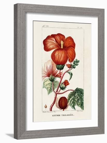 Turpin Tropical Botanicals VII-Turpin-Framed Art Print